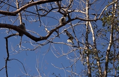 Propithecus coquereli