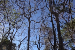 Propithecus coquereli