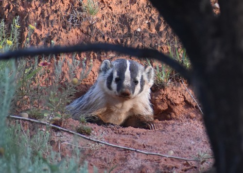 American Badger photographed in Texas