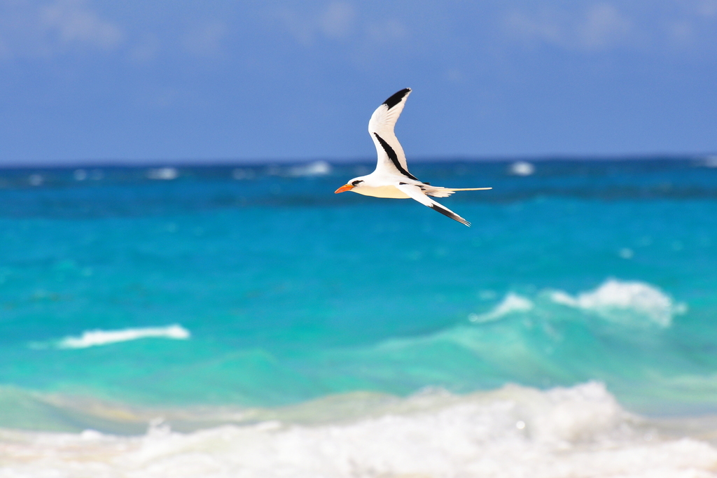 White-tailed Tropicbird