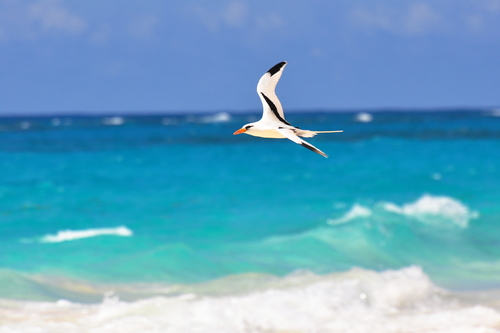 White-tailed Tropicbird