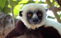Propithecus coquereli