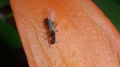 Camponotus