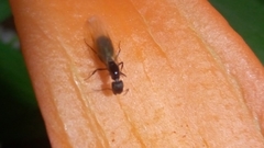 Camponotus
