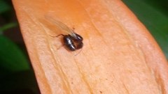 Camponotus