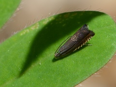 Grapholita angleseana
