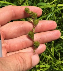 Carex tribuloides tribuloides