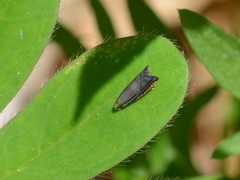 Grapholita angleseana