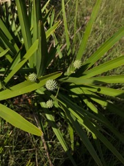 Eryngium yuccifolium