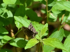 Erynnis martialis