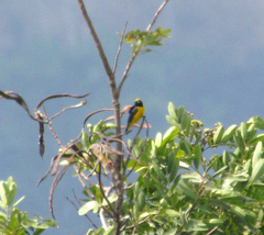 Euphonia affinis