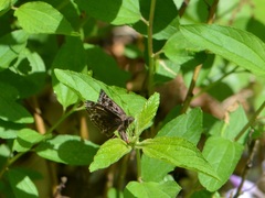 Erynnis martialis