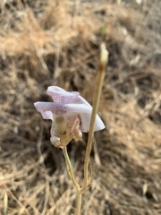 Calochortus argillosus