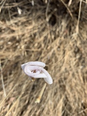 Calochortus argillosus