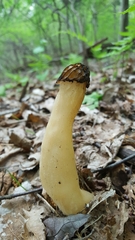 Morchella punctipes