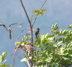 Euphonia affinis