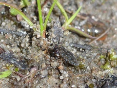 Ochterus