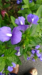 Achetaria azurea