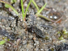 Ochterus