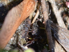 Ochterus