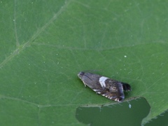 Grapholita fana