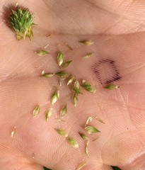 Carex tribuloides tribuloides