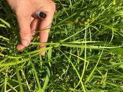 Carex tribuloides tribuloides