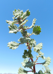 Forsskaolea
