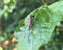 Phylloscyrtus amoenus