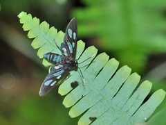 Trichaetoides chloroleuca