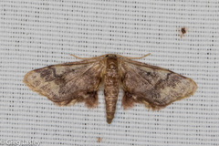 Idaea furciferata