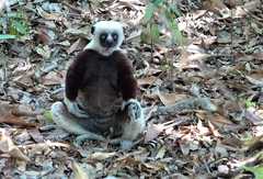 Propithecus coquereli