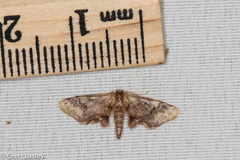 Idaea furciferata