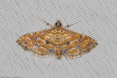 Ommatospila narcaeusalis