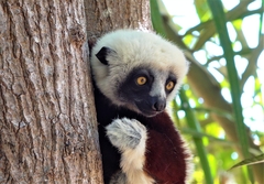 Propithecus coquereli