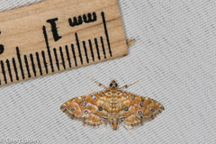 Ommatospila narcaeusalis