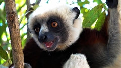 Propithecus coquereli