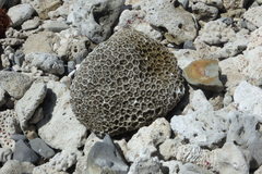 Scleractinia