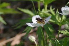 Temnostoma alternans