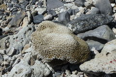 Scleractinia