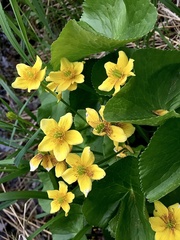 Caltha palustris