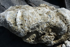 Scleractinia