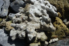 Scleractinia