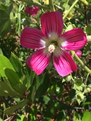 Malva assurgentiflora
