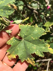 Malva assurgentiflora