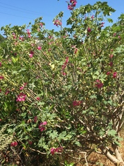 Malva assurgentiflora