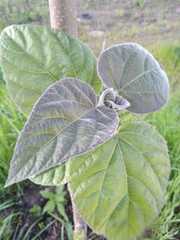 Paulownia tomentosa