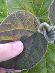 Paulownia tomentosa