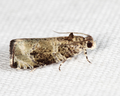 Olethreutes appendiceum