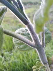 Paulownia tomentosa